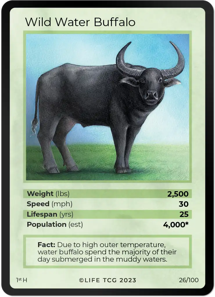 Wild Water Buffalo card front