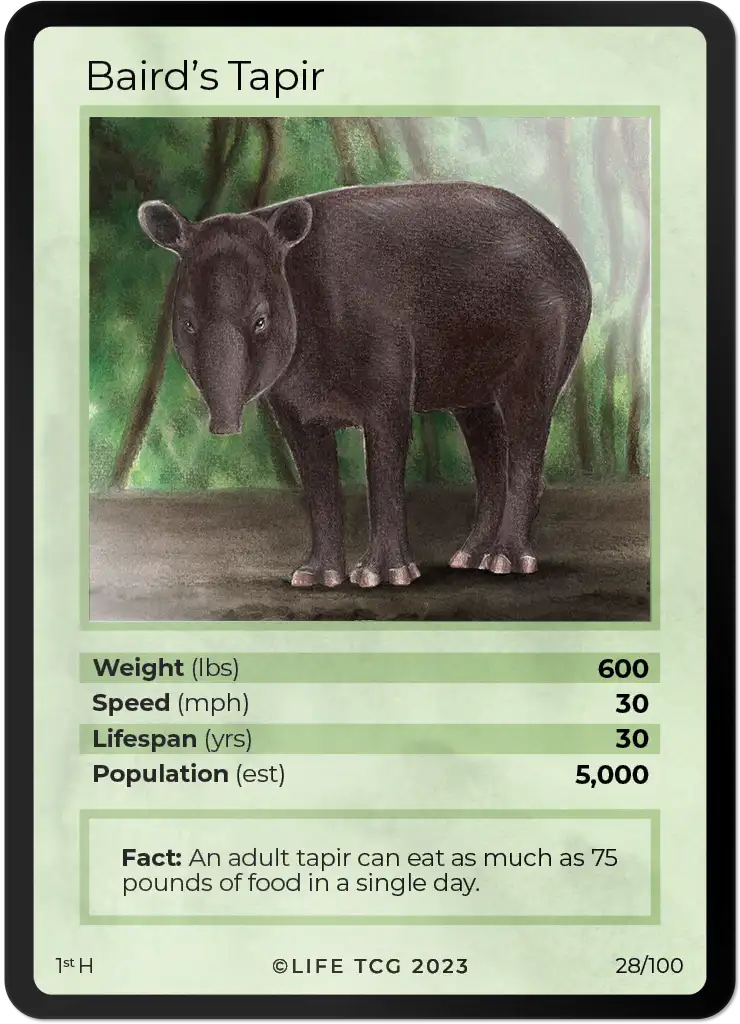 Baird's Tapir card front