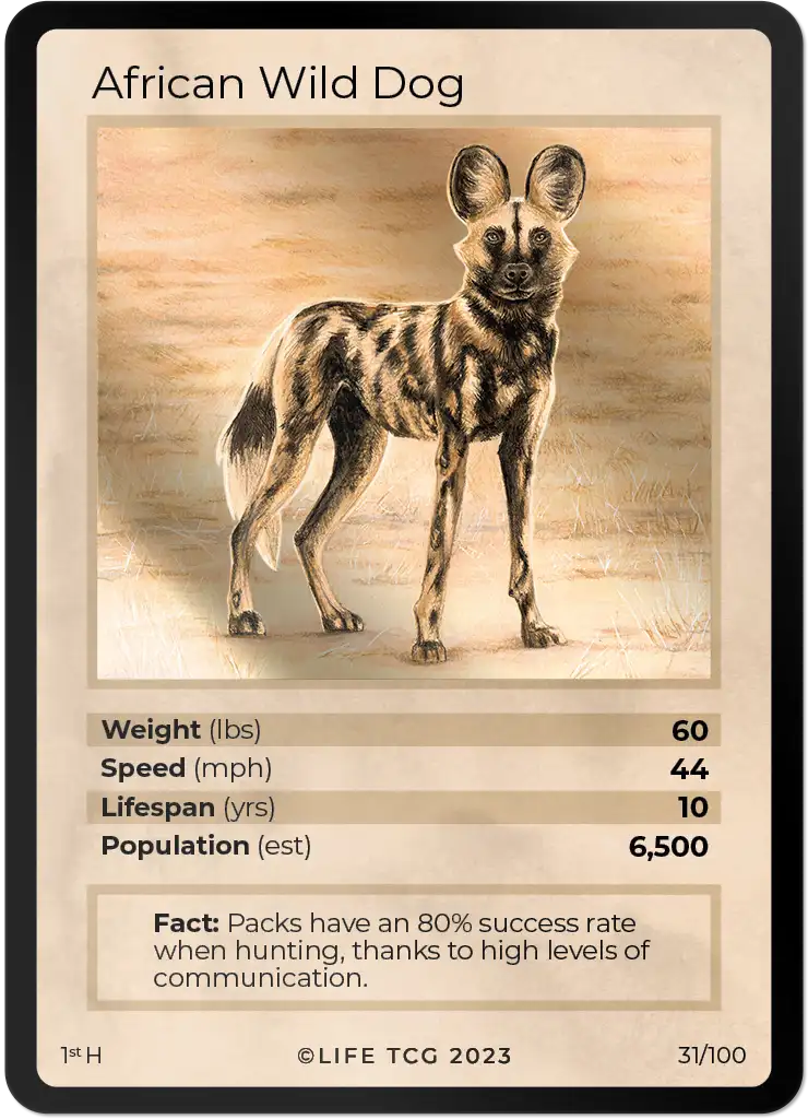 African Wild Dog card front