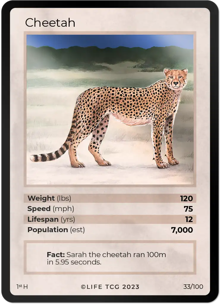 Cheetah card front