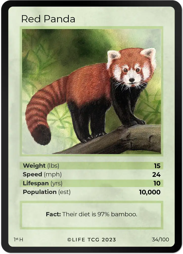 Red Panda card front