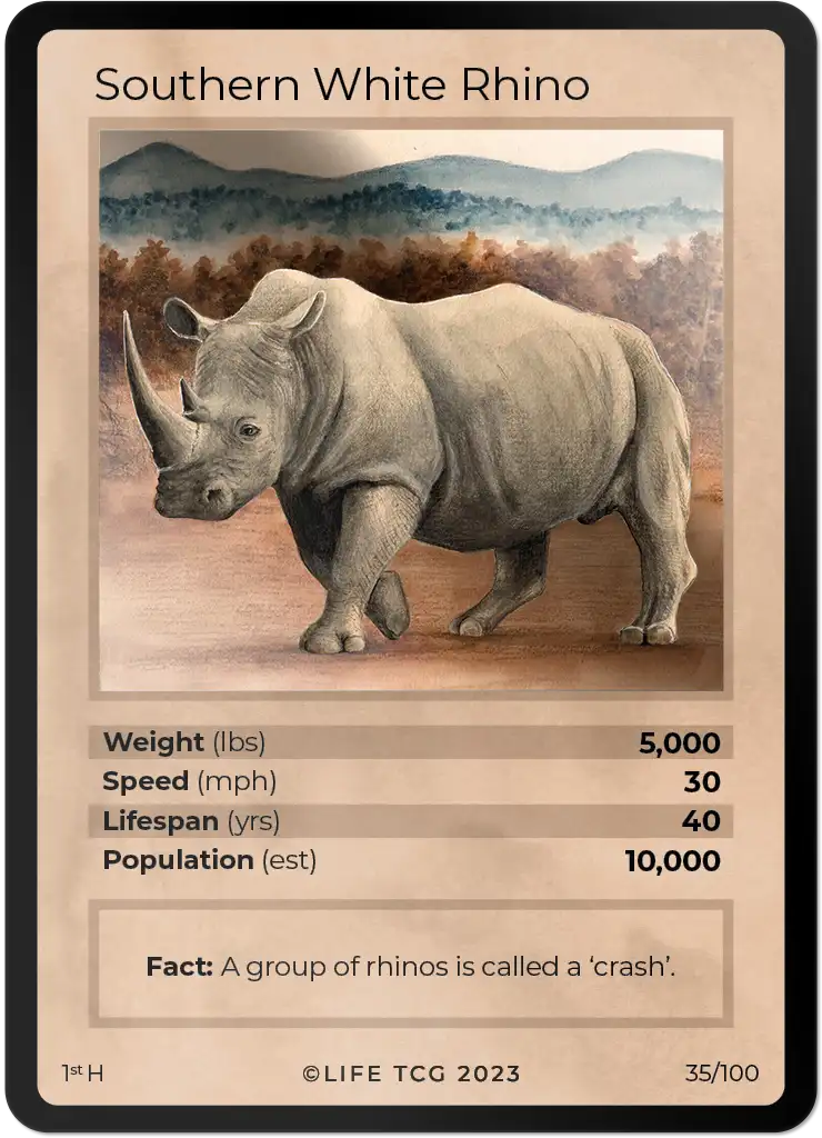 Southern White Rhino card front