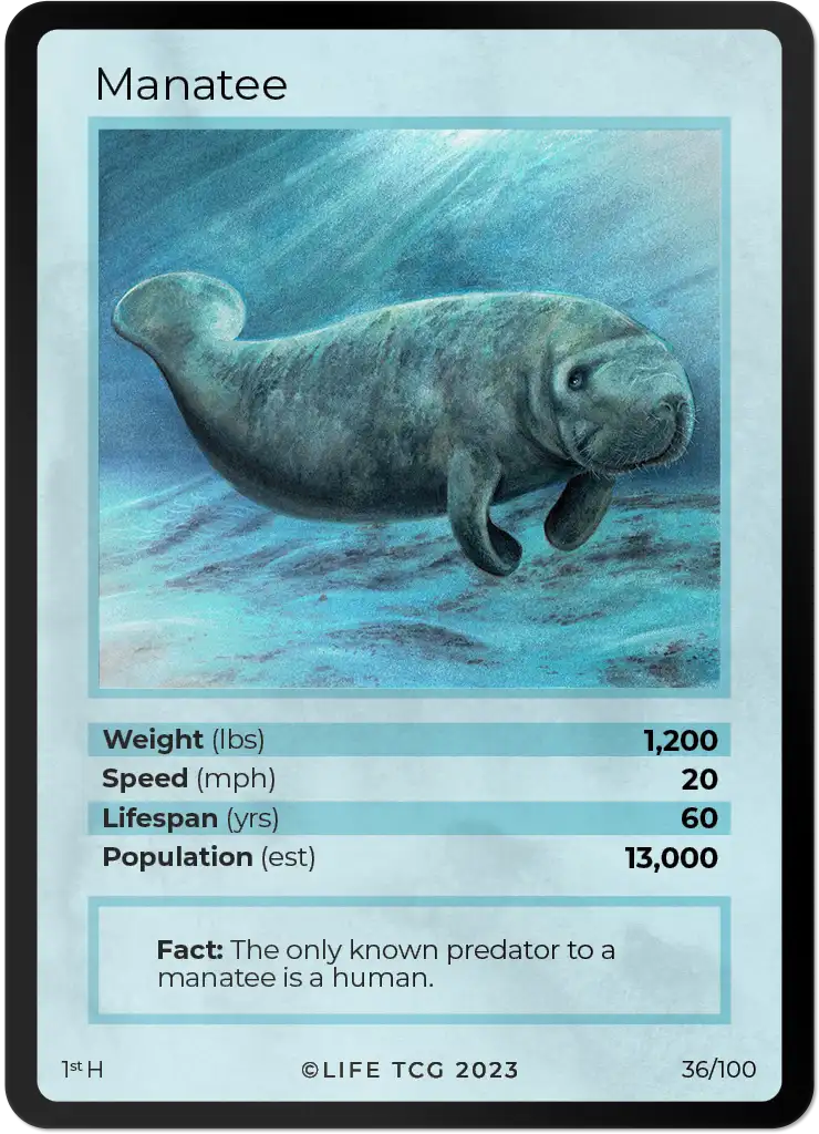 Manatee card front