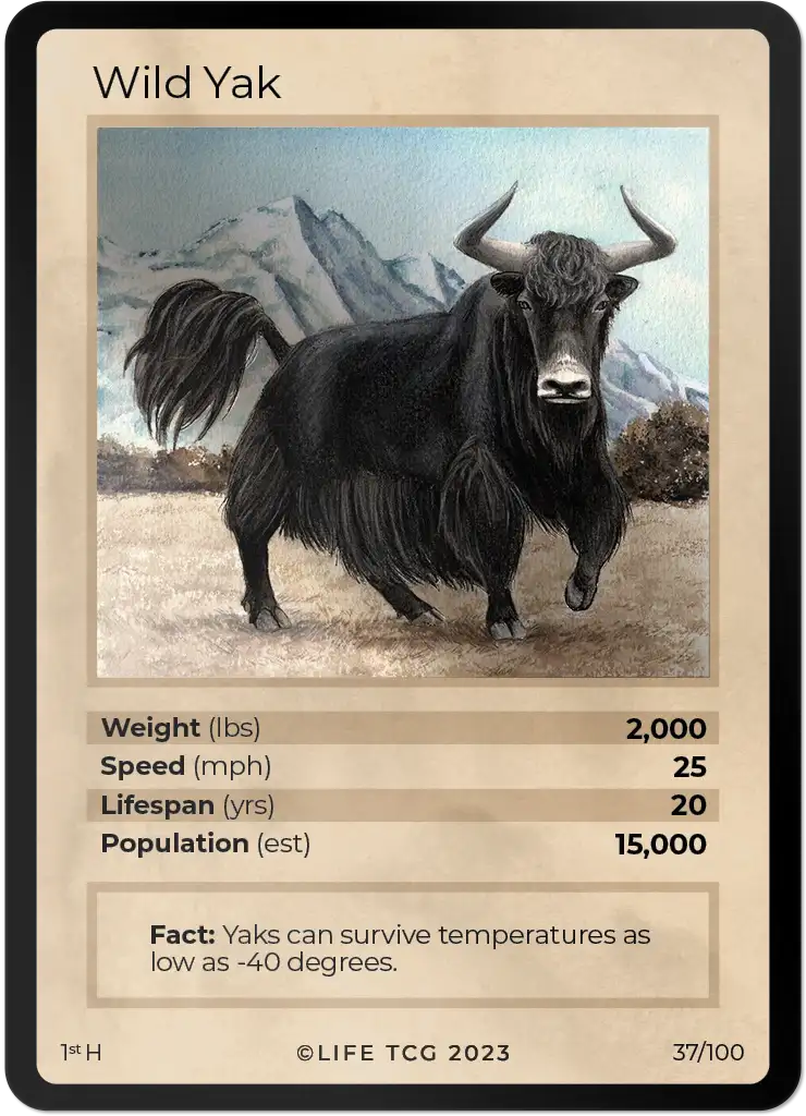 Wild Yak card front