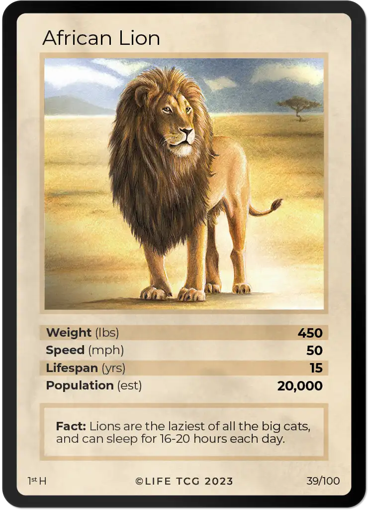 African Lion card front