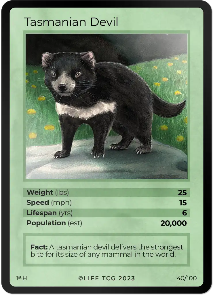 Tasmanian Devil card front