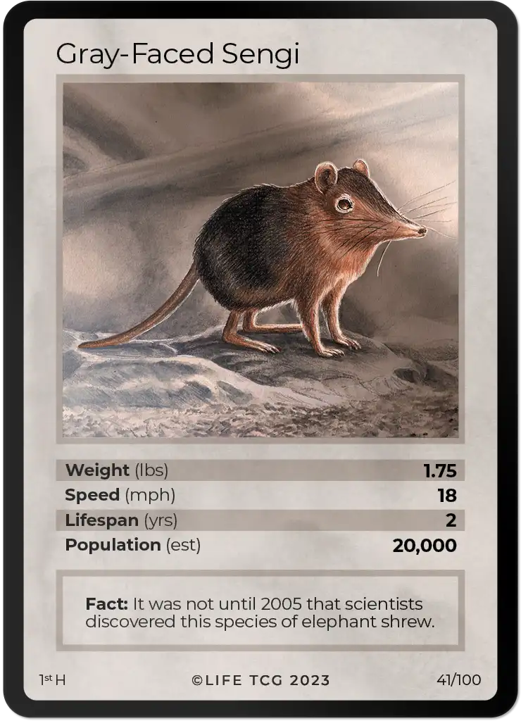 Gray-Faced Sengi card front