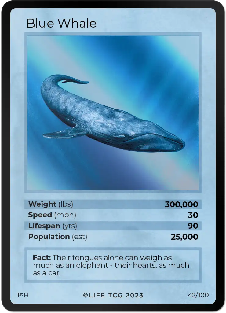 Blue Whale card front