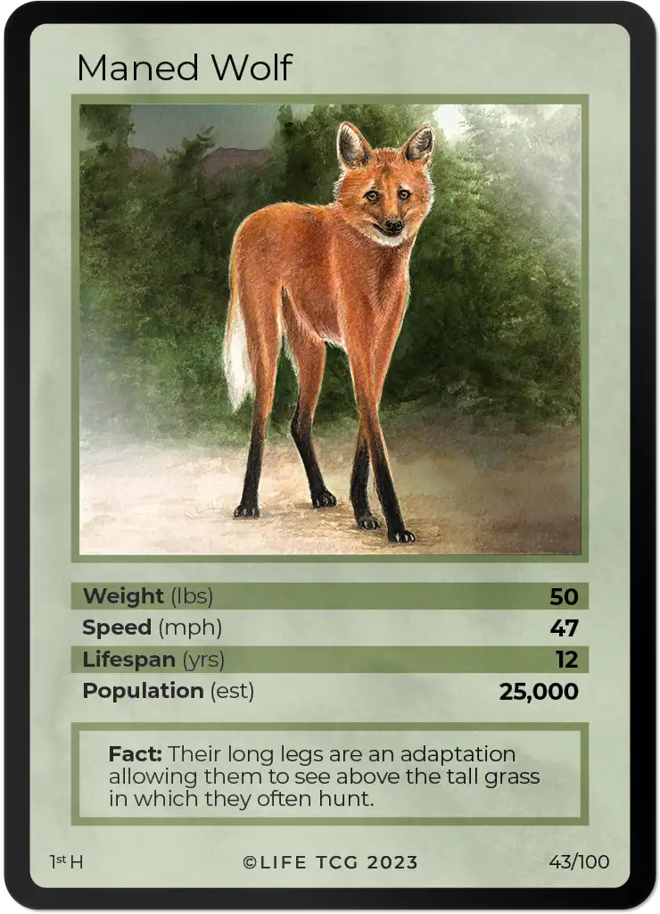 Maned Wolf card front