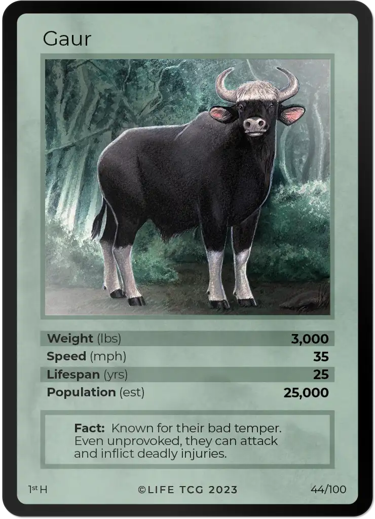 Gaur card front