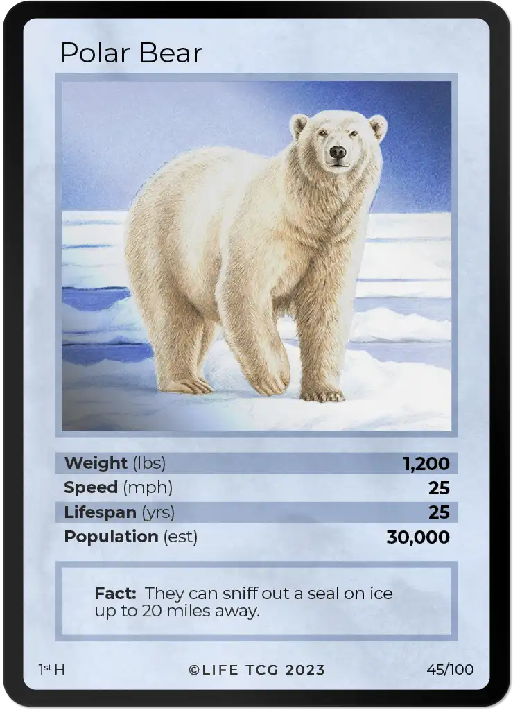 Polar Bear card front