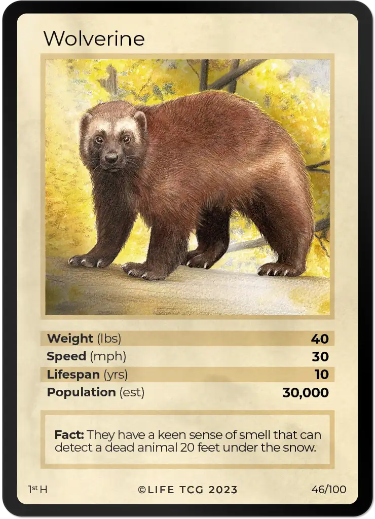 Wolverine card front