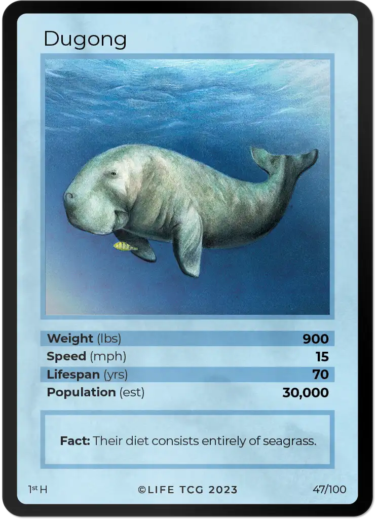 Dugong card front
