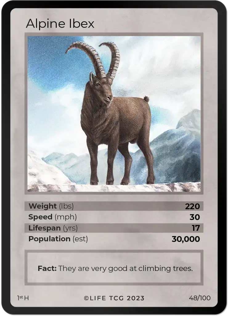 Alpine Ibex card front