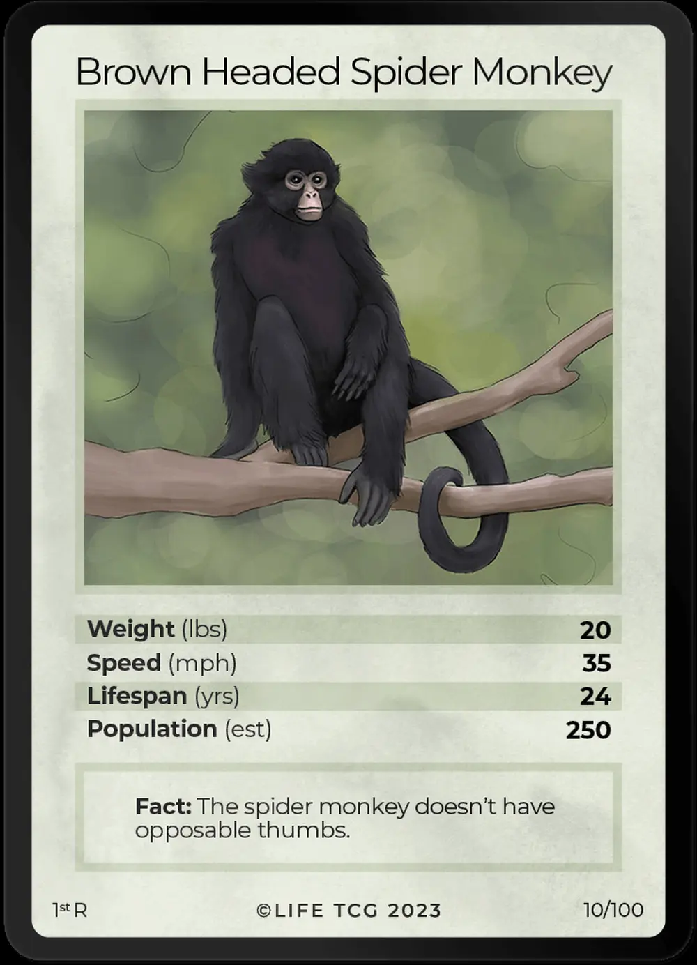 Brown Headed Spider Monkey card front