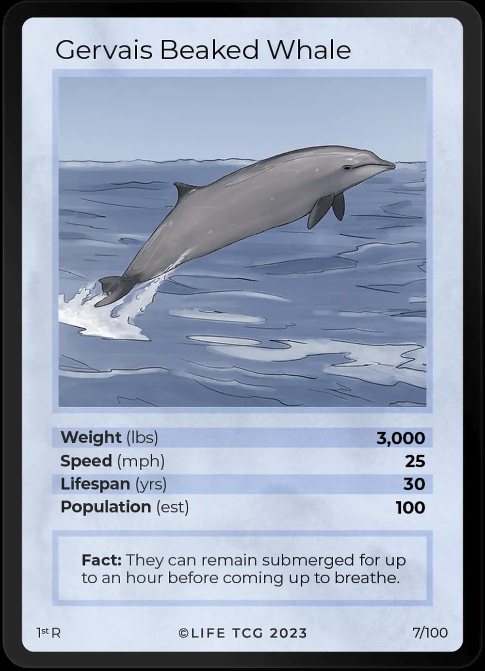 Gervais Beaked Whale card front