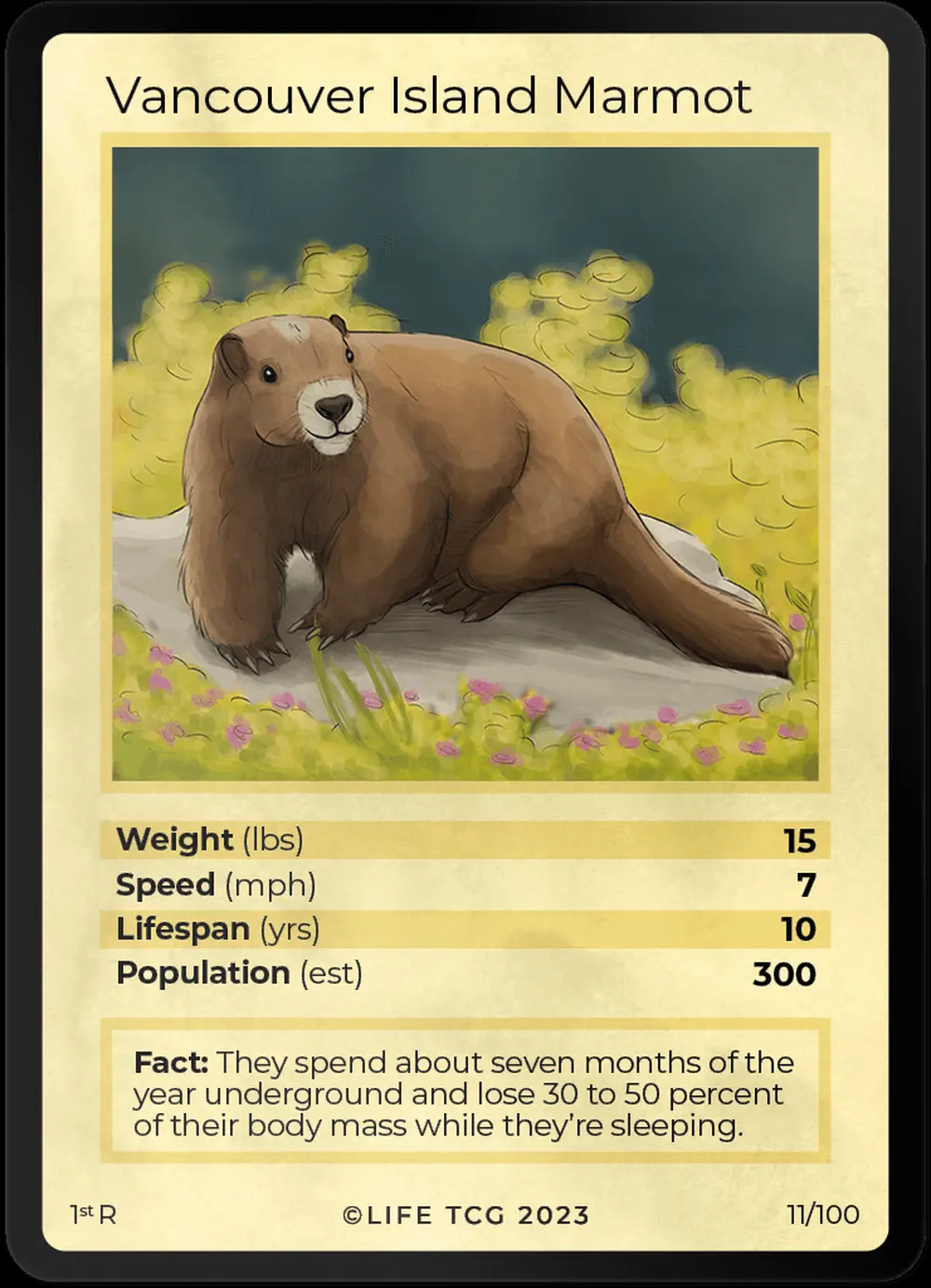 Vancouver Island Marmot card front
