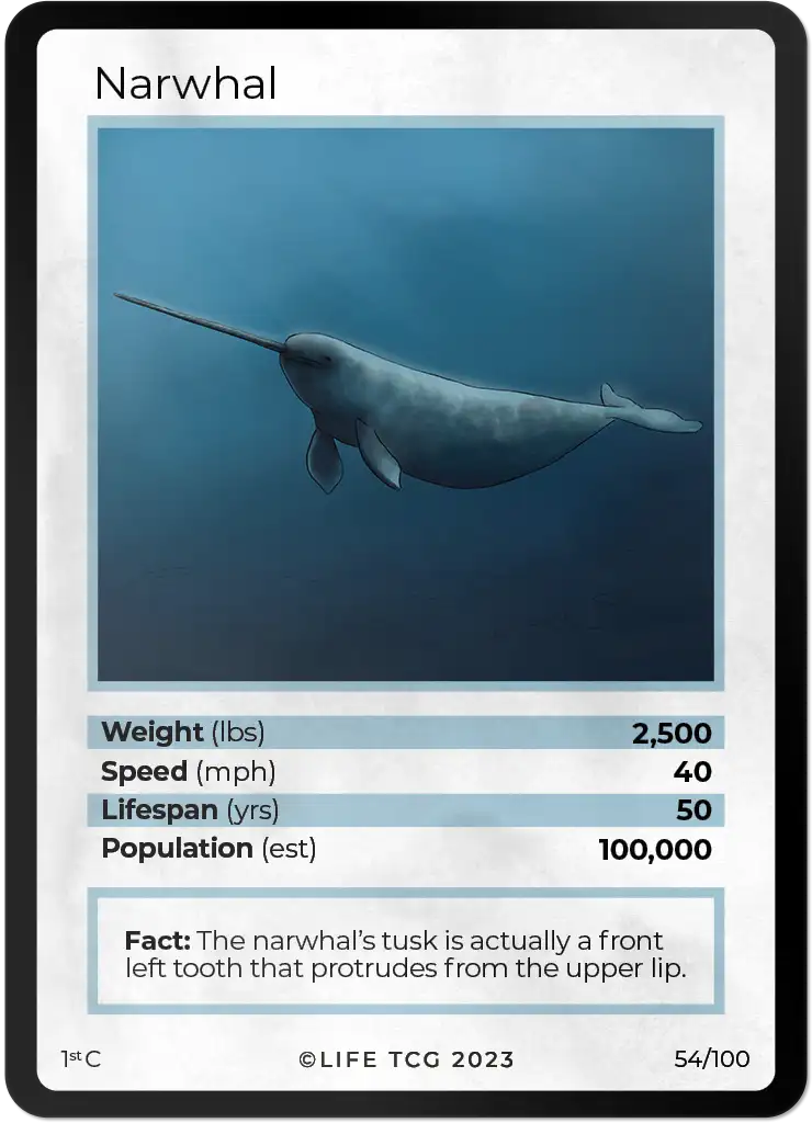 Narwhal card front