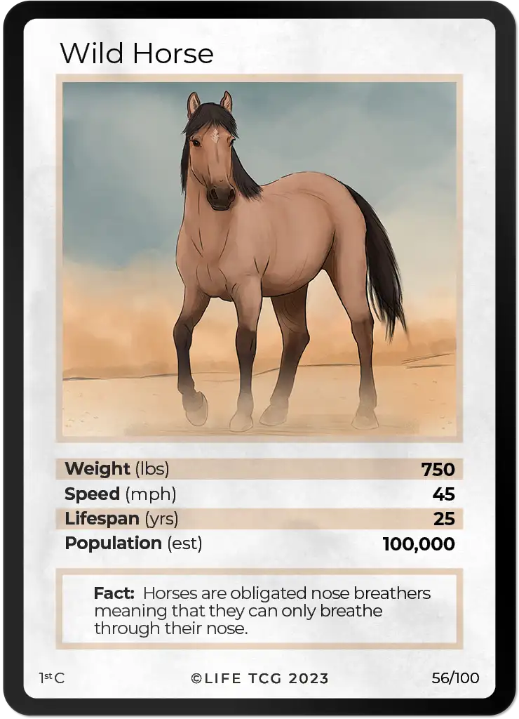 Wild Horse card front