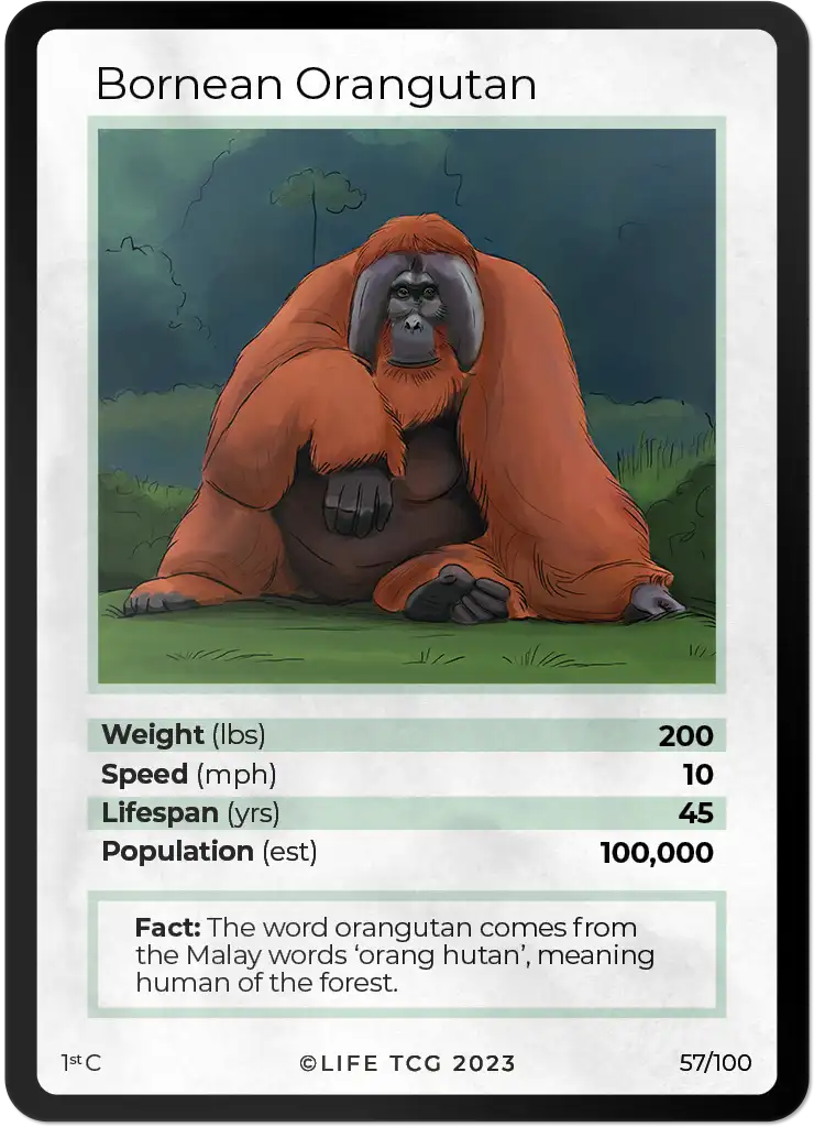 Bornean Orangutan card front