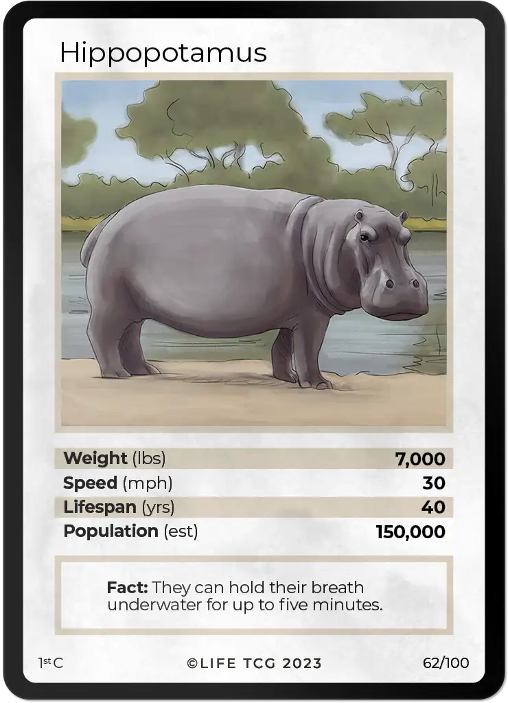 Hippopotamus card front