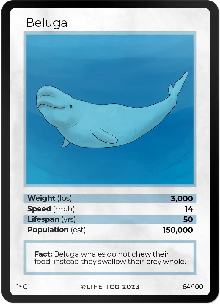 Beluga card front