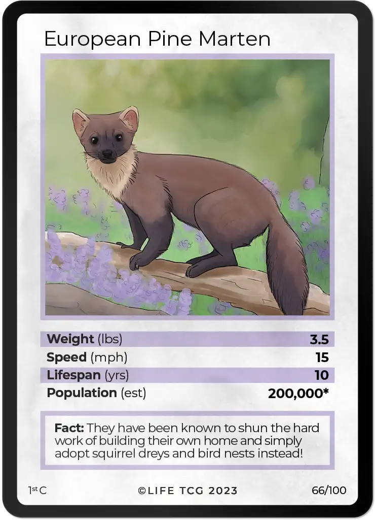 European Pine Marten card front