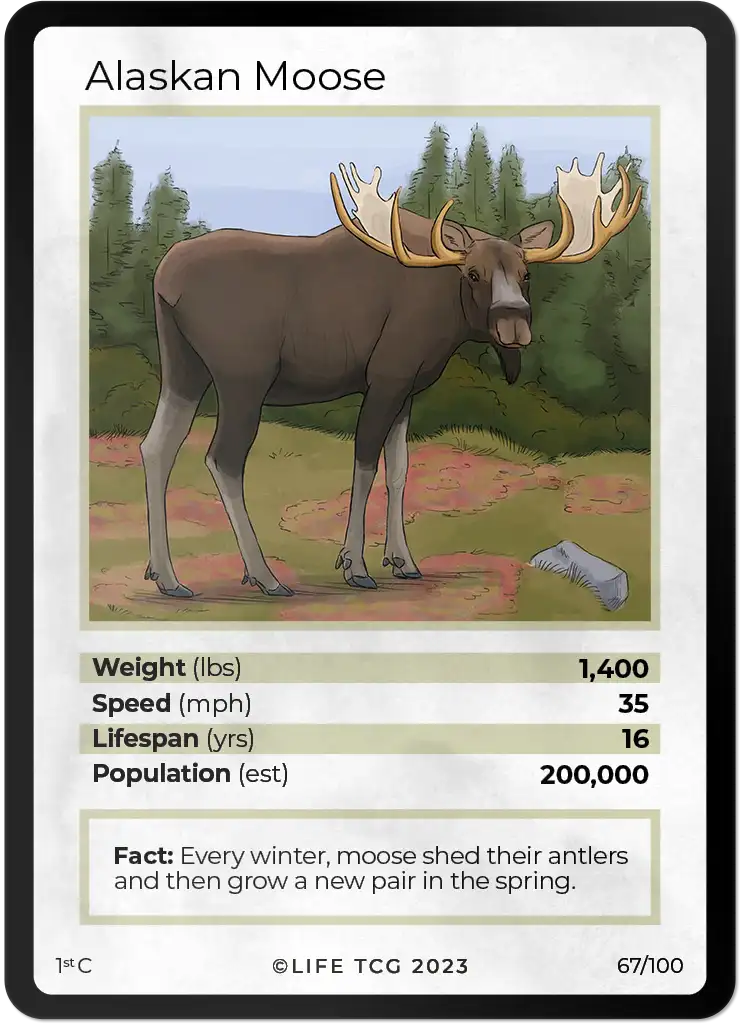 Alaskan Moose card front