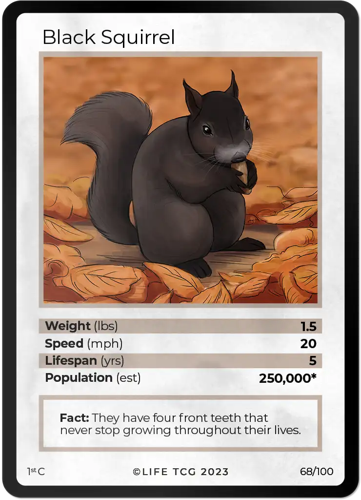Black Squirrel card front