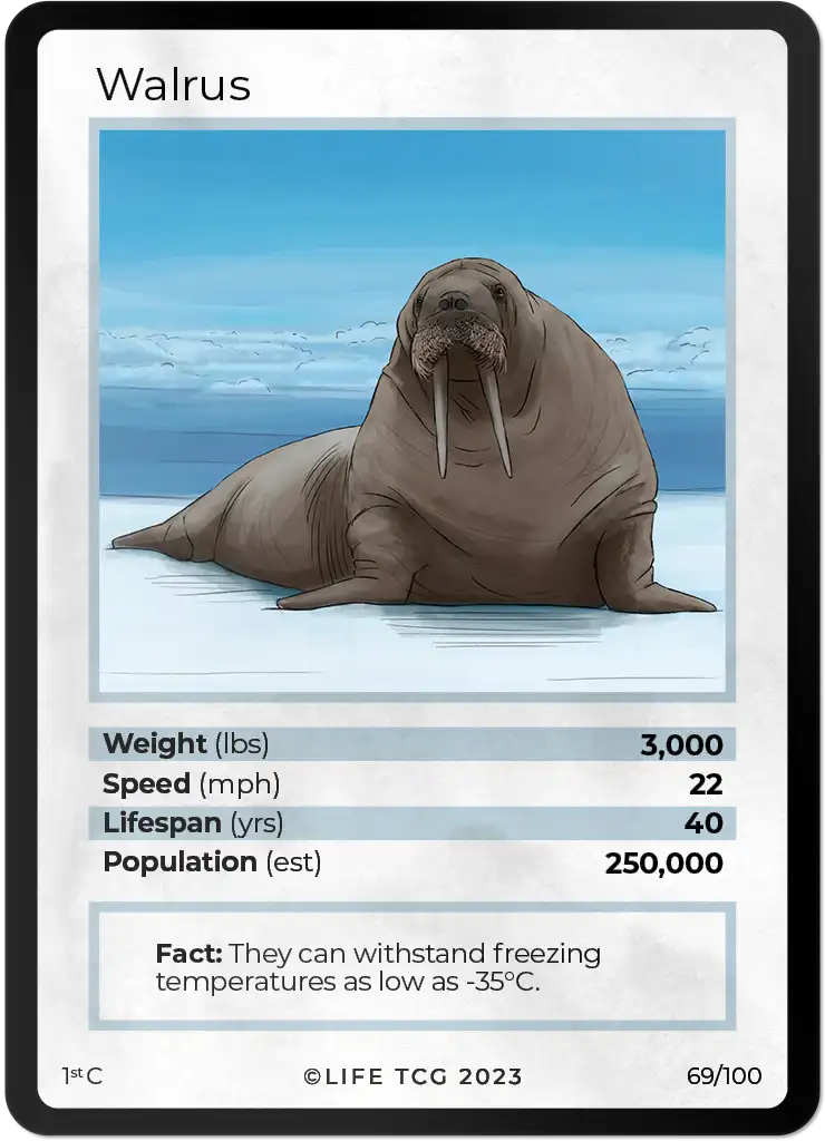 Walrus card front