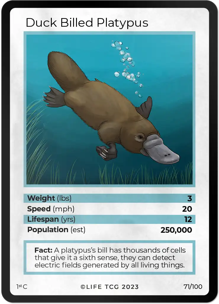 Duck Billed Platypus card front