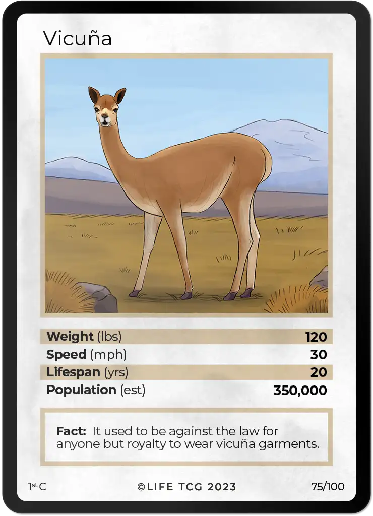 Vicuna card front