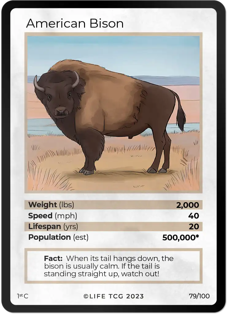 American Bison card front