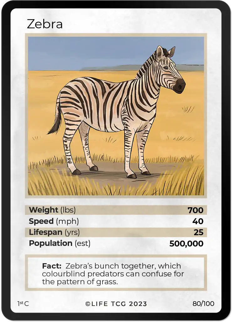 Zebra card front