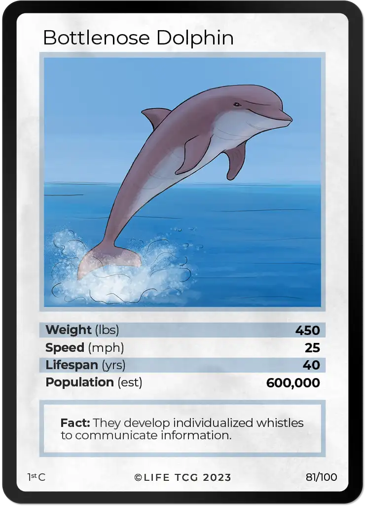 Bottlenose Dolphin card front