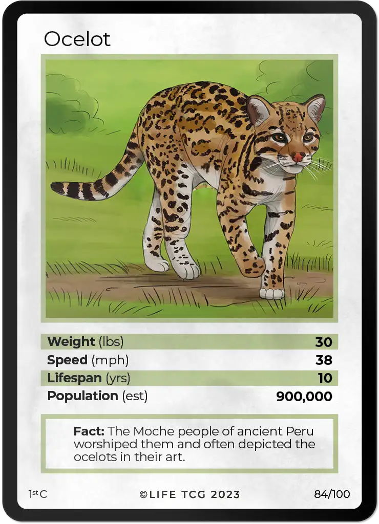 Ocelot card front