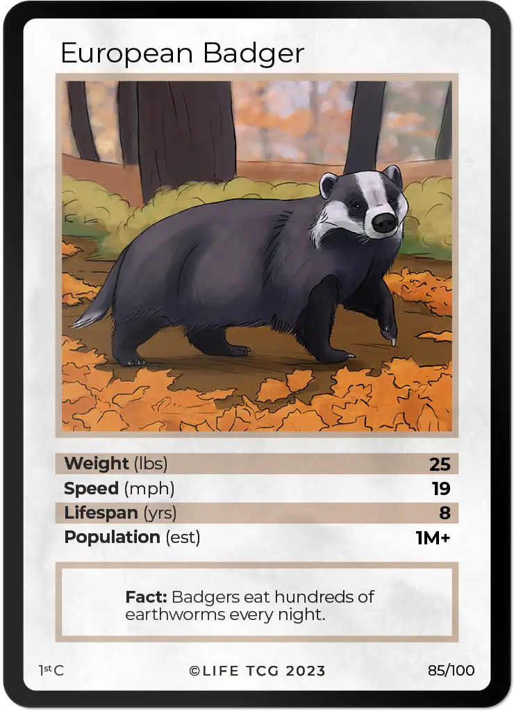 European Badger card front