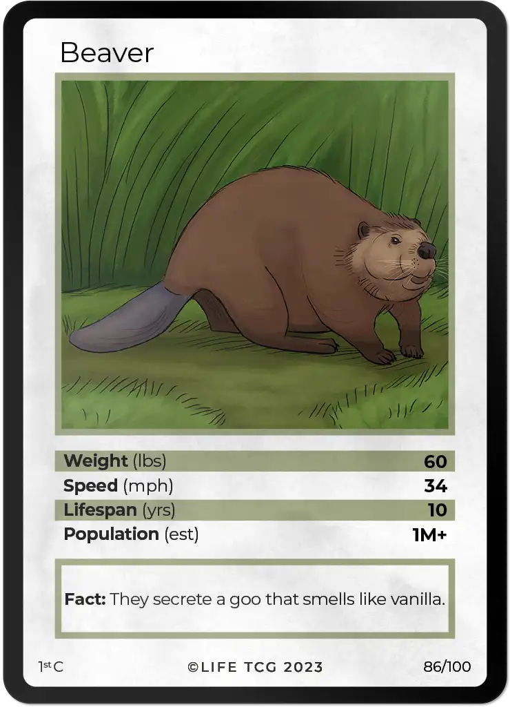 Beaver card front