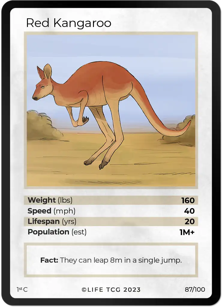 Red Kangaroo card front