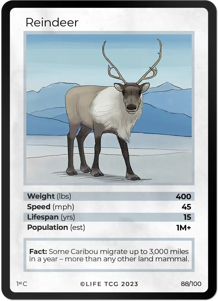 Reindeer card front