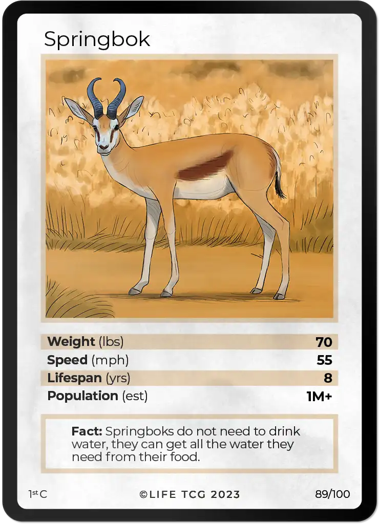 Springbok card front