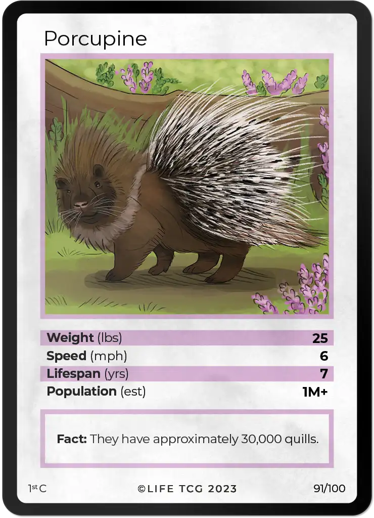 Porcupine card front
