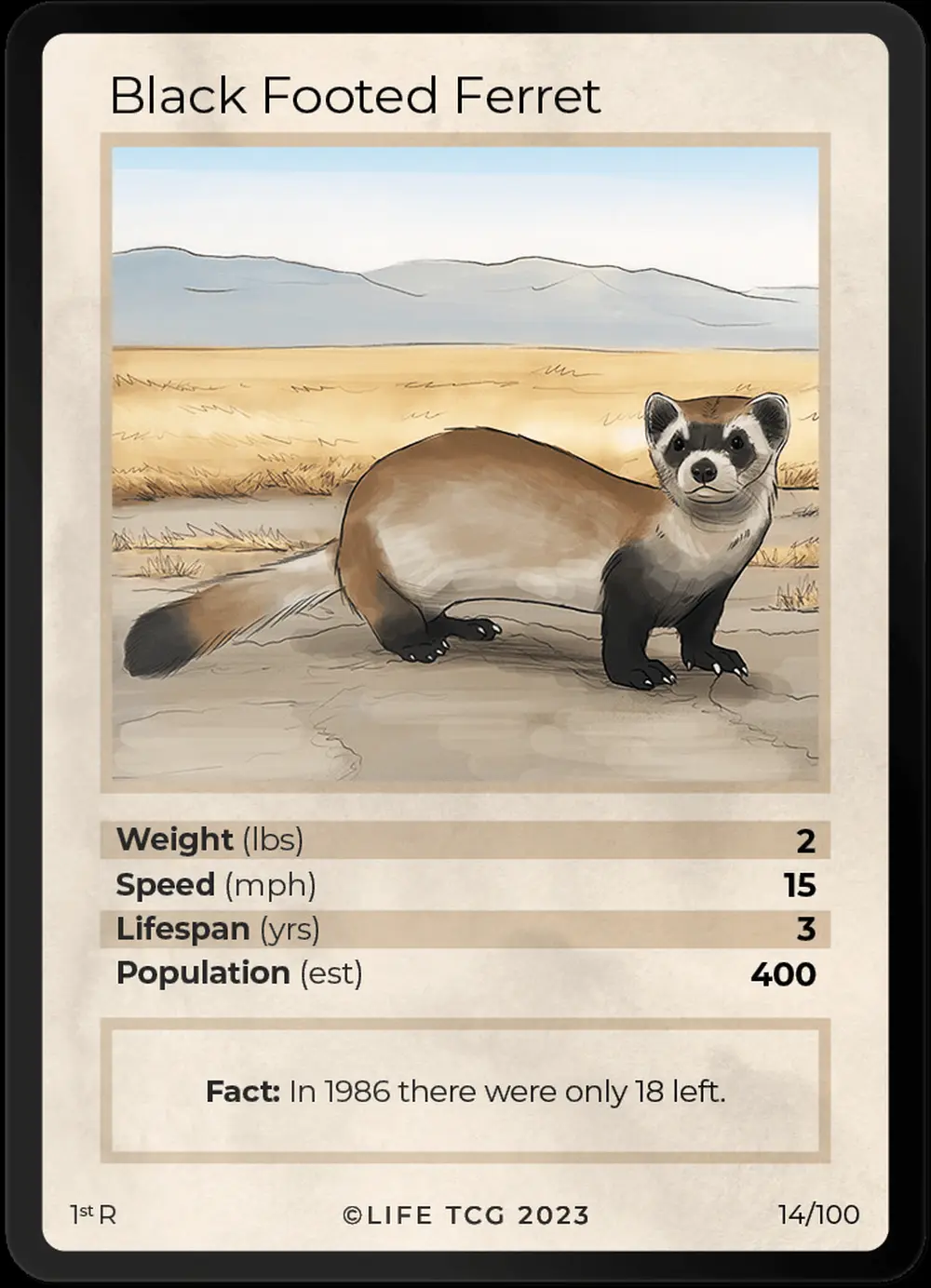 Black Footed Ferret card front