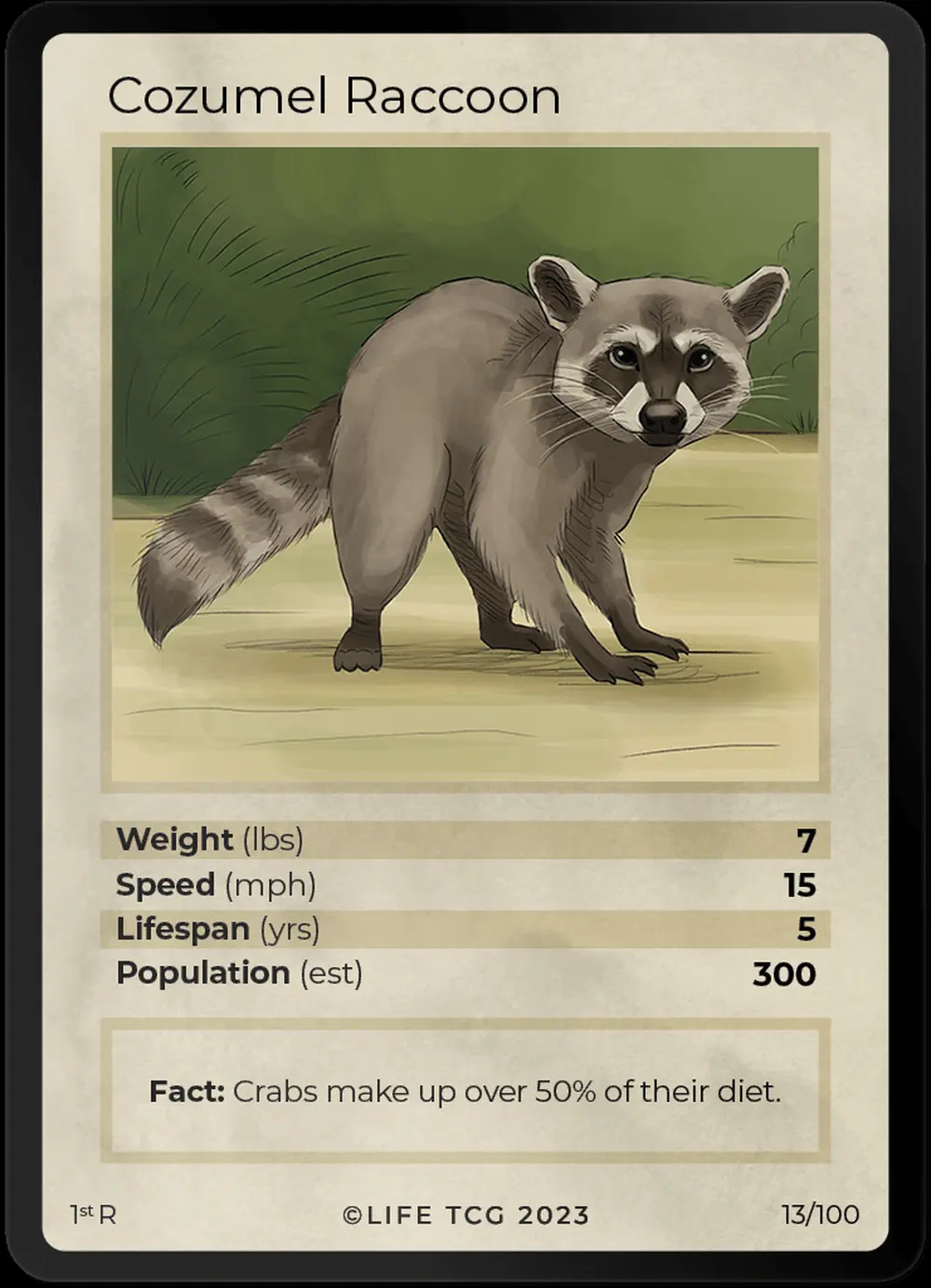 Cozumel Raccoon card front