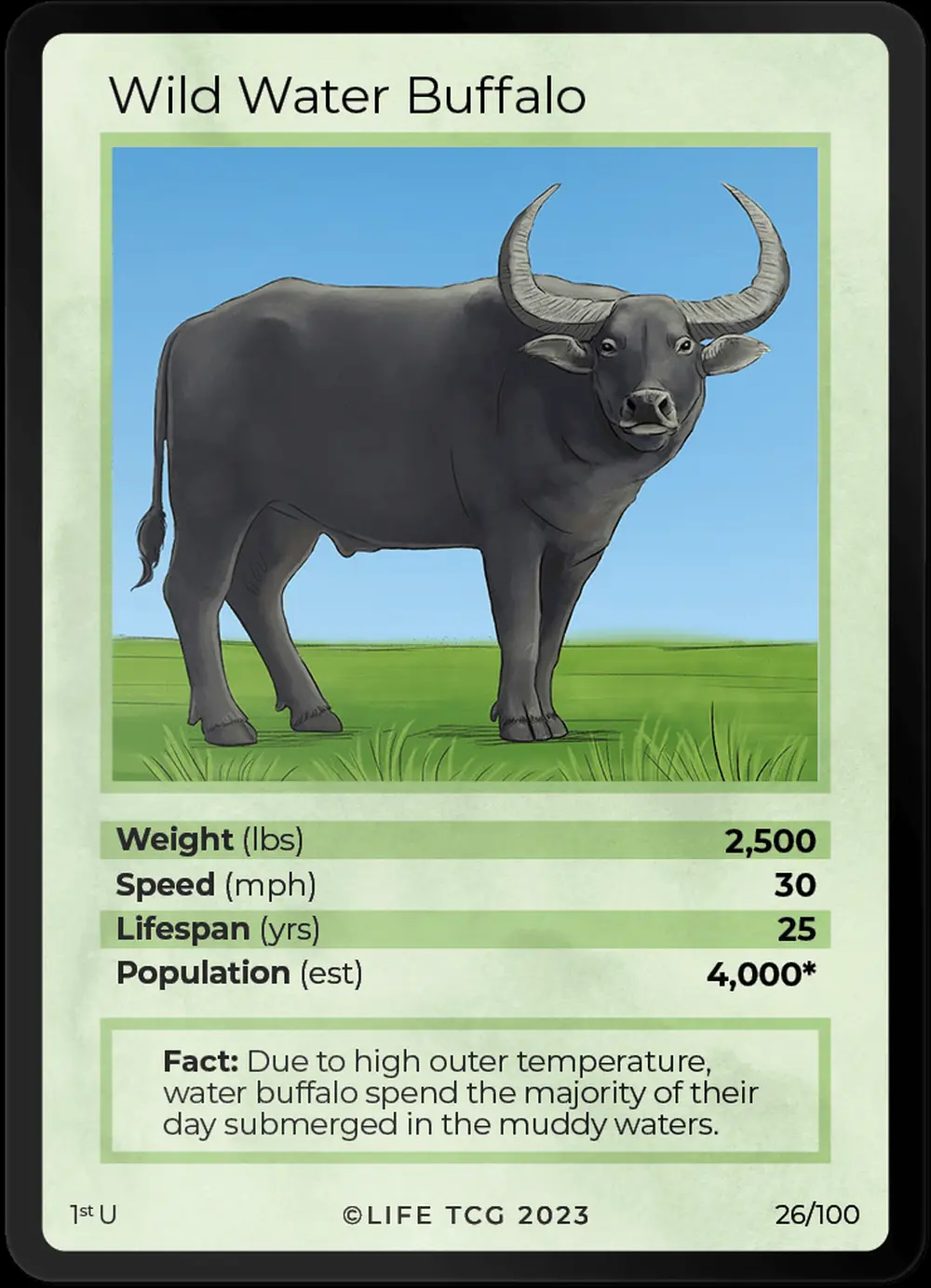 Wild Water Buffalo card front