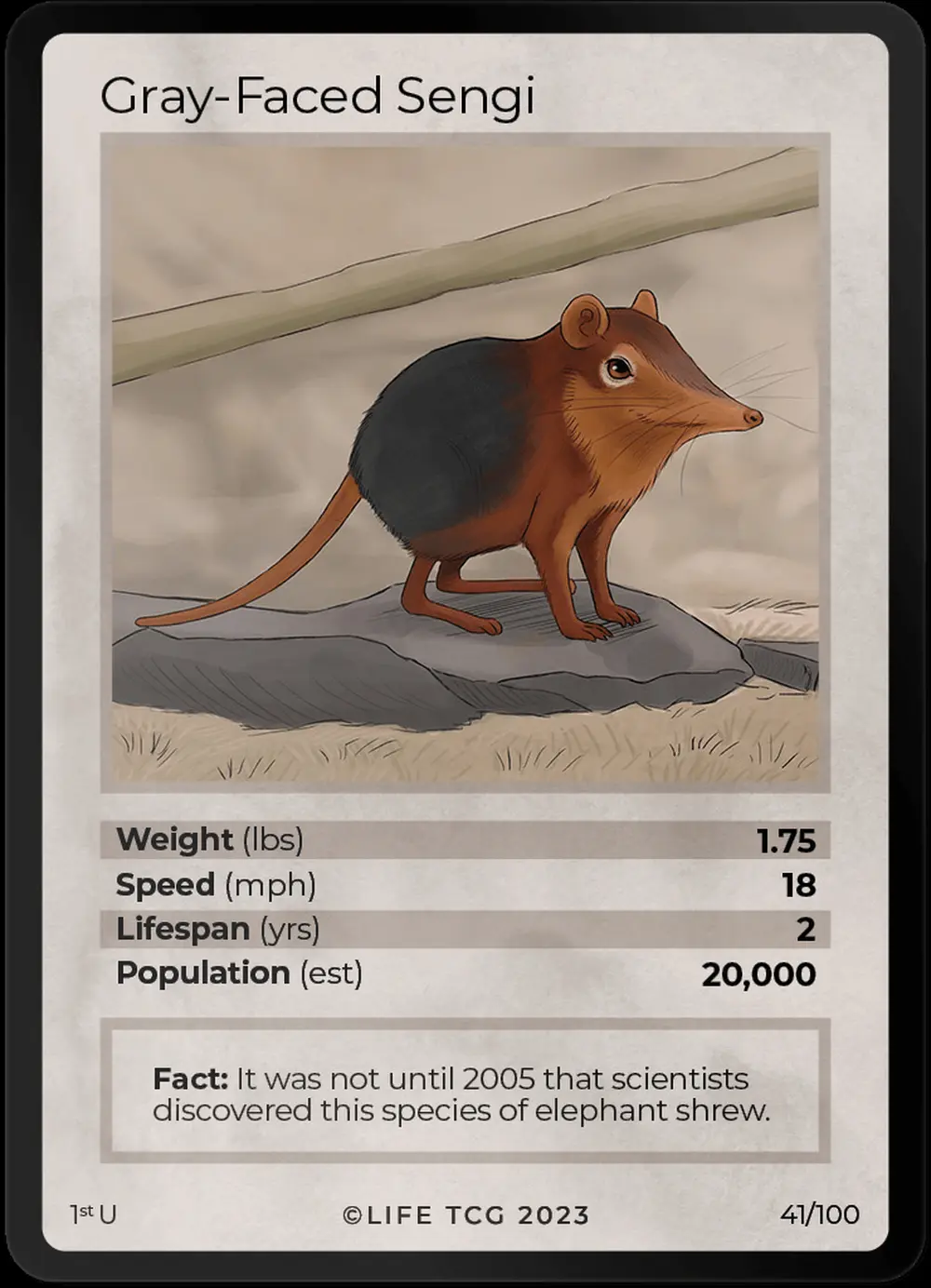 Gray-Faced Sengi card front
