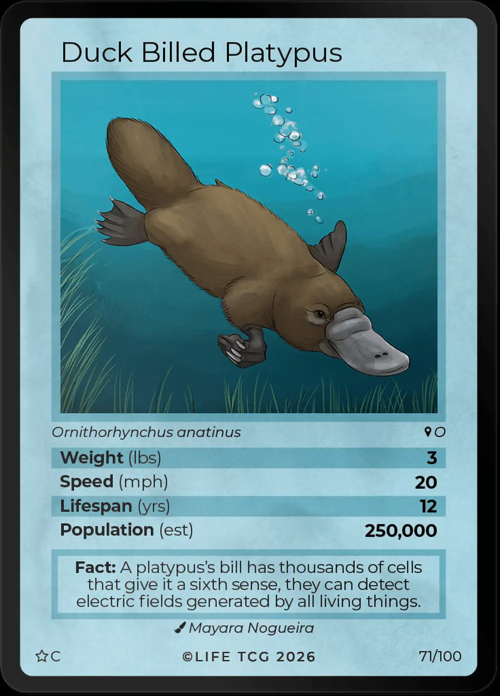 Duck Billed Platypus (Common) card front