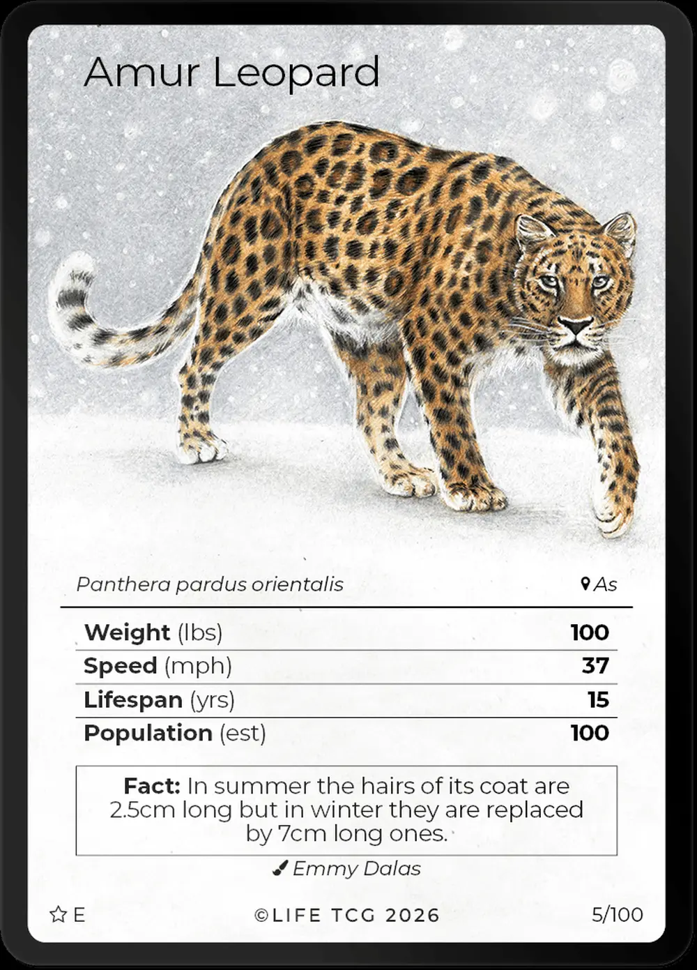 Amur Leopard card front