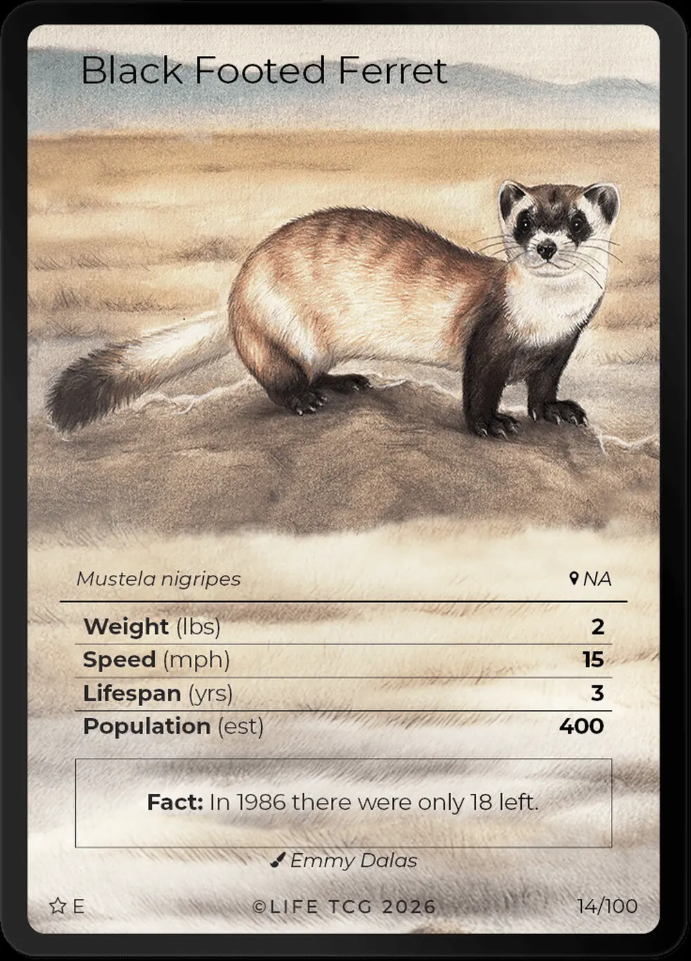 Black Footed Ferret card front