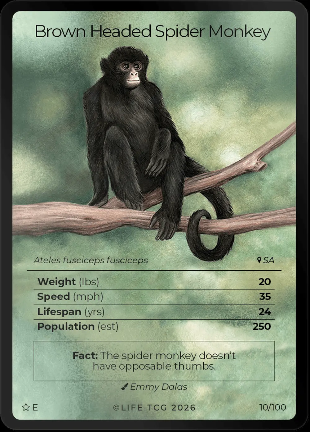 Brown Headed Spider Monkey card front